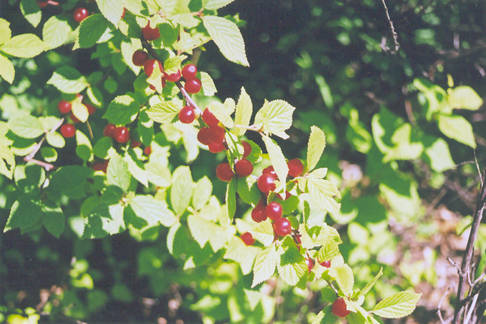 Nanking Cherry (Prunus tomentosa) at Sunnyside Nursery