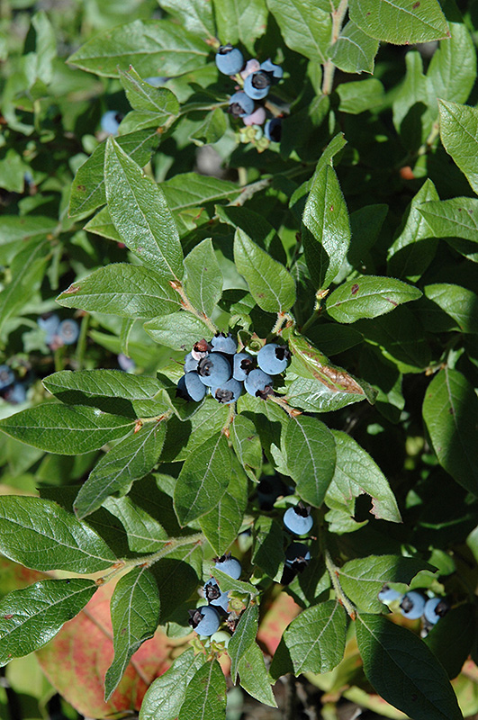 Lowbush Blueberry (Vaccinium angustifolium) at Sunnyside Nursery