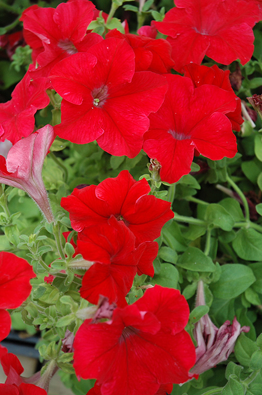 Dreams Red Petunia (Petunia 'Dreams Red') at Sunnyside Nursery