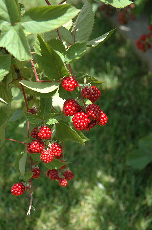 Heritage Raspberry (Rubus 'Heritage') at Sunnyside Nursery