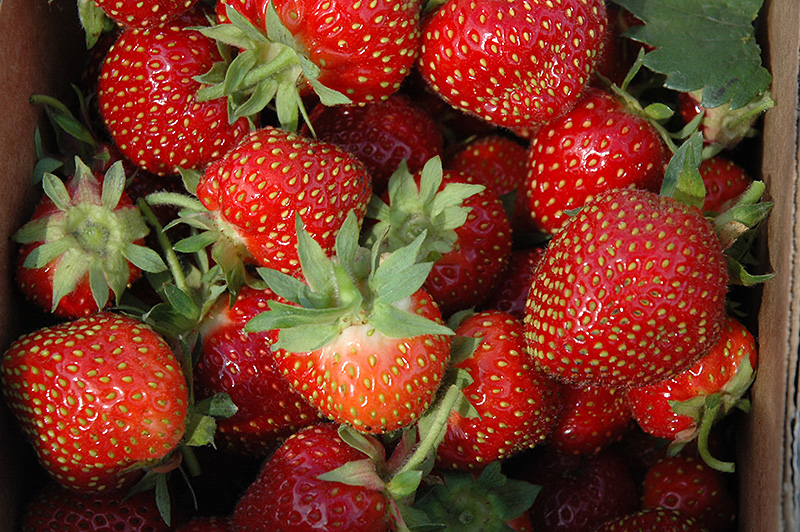 Allstar Strawberry (Fragaria 'Allstar') at Sunnyside Nursery