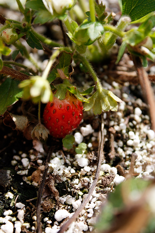 Berried Treasure White Strawberry (Fragaria ananassa 'Berried Treasure White') at Sunnyside Nursery