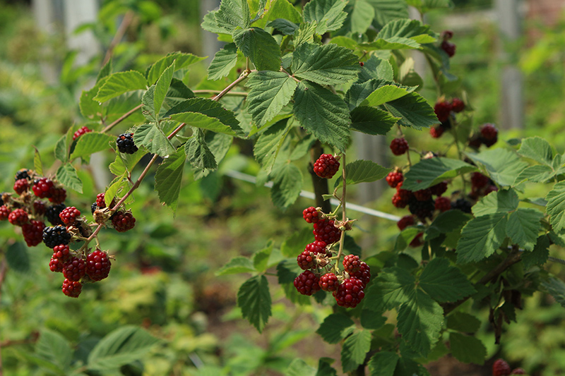 Chester Thornless Blackberry (Rubus 'Chester') at Sunnyside Nursery