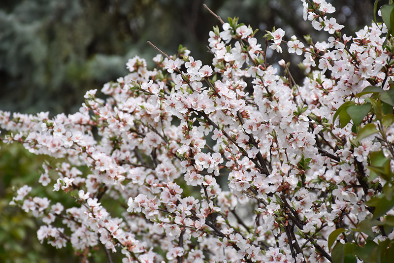 Nanking Cherry (Prunus tomentosa) at Sunnyside Nursery