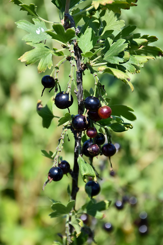 Black Currant (Ribes nigrum) at Sunnyside Nursery
