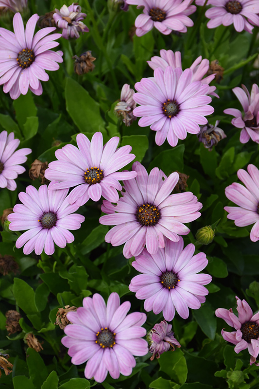 Bright Lights Pink African Daisy (Osteospermum 'INOSTEPINK') in Taber ...